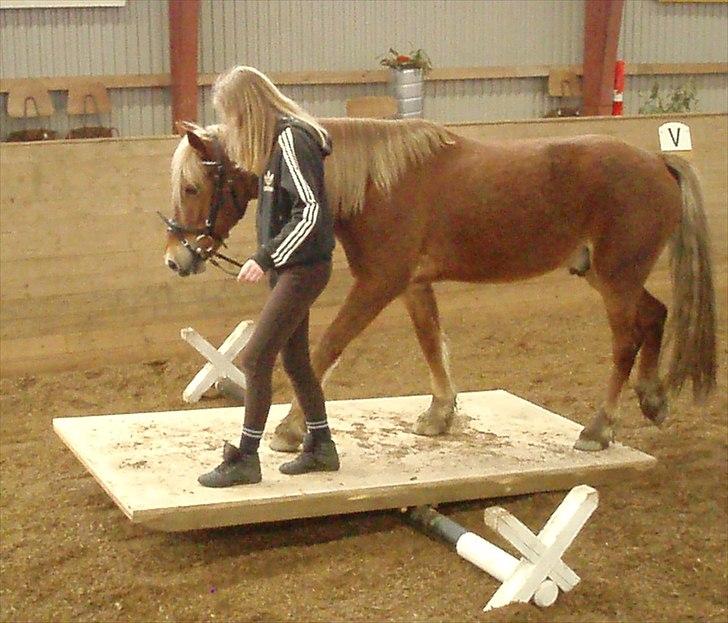 Welsh Cob (sec D) Midnight *Min mors* - Juliane og Midnight på vippebro 2009 billede 13