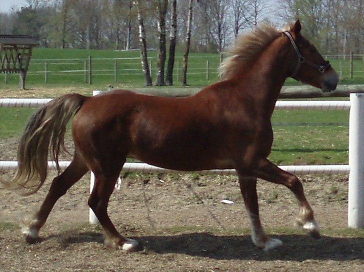 Welsh Cob (sec D) Midnight *Min mors* billede 1