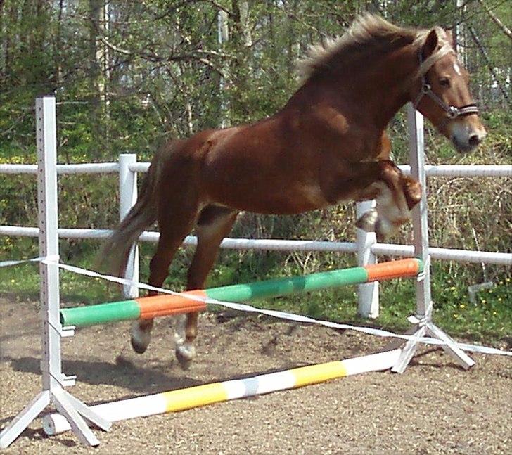 Welsh Cob (sec D) Midnight *Min mors* - Løsspringning april 2011 billede 18