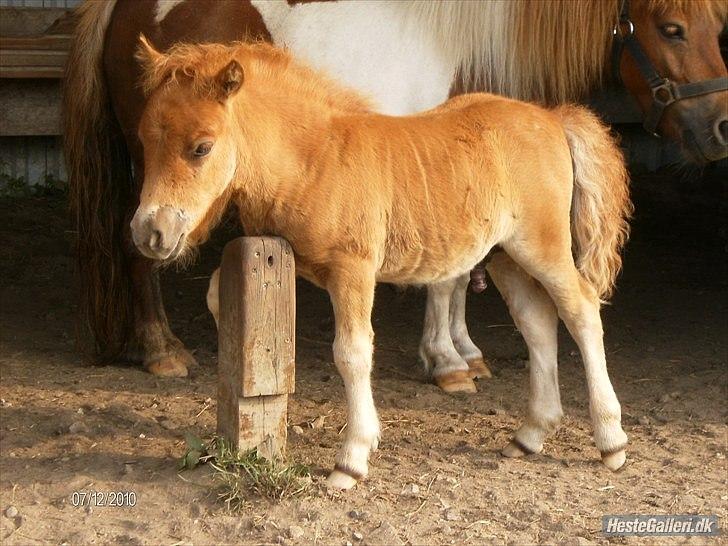 Shetlænder >>Bonanza<< - Følbassen med hans mor (: billede 6