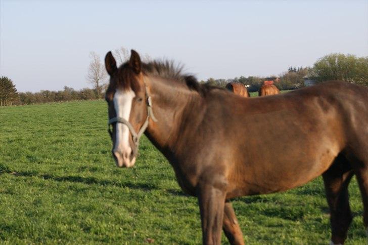 Anden særlig race Lamona <3 billede 4