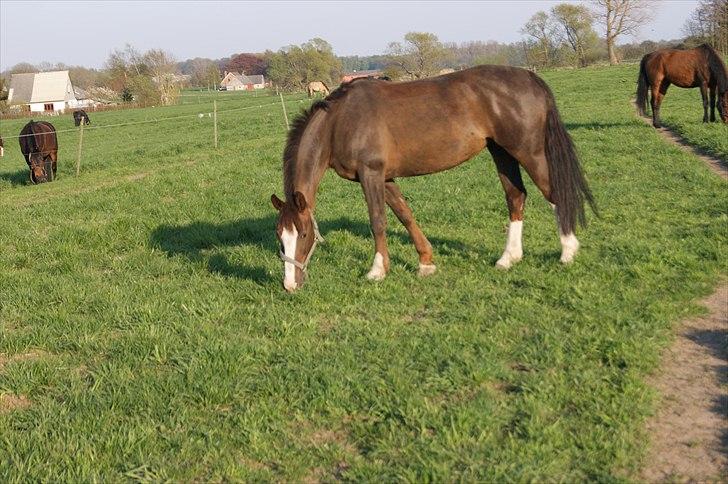 Anden særlig race Lamona <3 billede 5