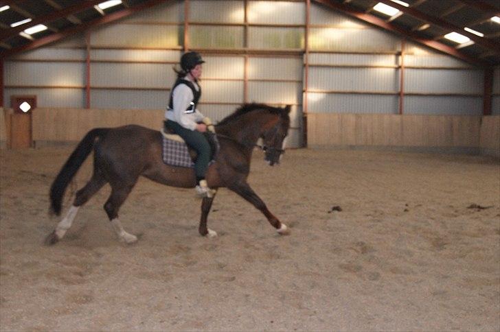 Anden særlig race Lamona <3 billede 6