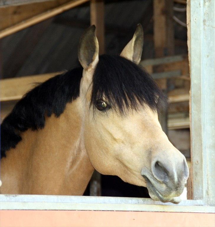 Tysk Sportspony Bodethal's Romy A-pony billede 5
