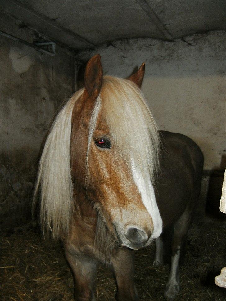 Anden særlig race mac gregor/Basse  (rideskolehest) - foto: mig billede 13