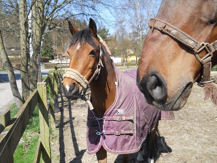 Anden særlig race Frk. Smilla - Endu en gang på fold. Denne her gang med foldmakkerens mule med :D billede 10