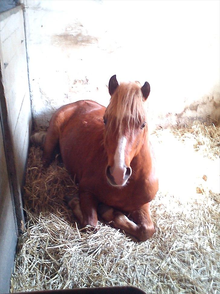 Welsh Mountain (sec A) Harvest One More Fun - trætte lille basse´mand :) billede 6
