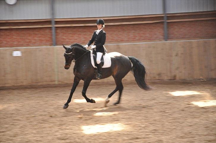 Dansk Varmblod Aristo - Stævne i Svankjær d. 9. april 2011, LA2 - lvh-foto.dk billede 8