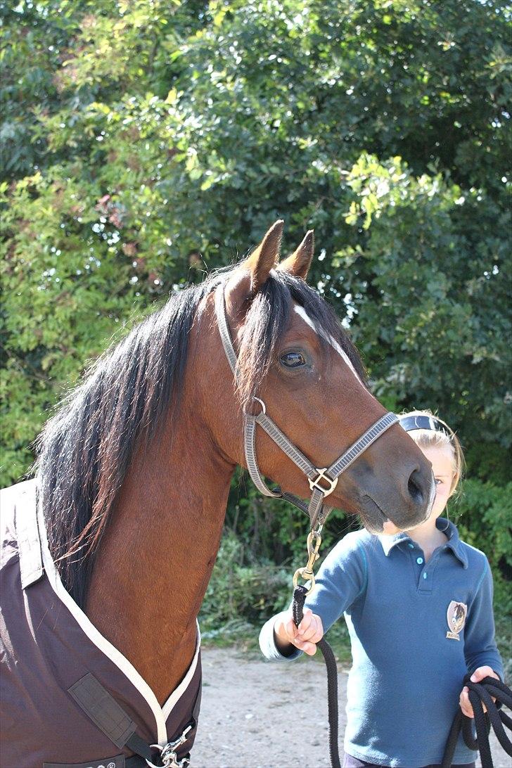 Welsh Pony (sec B) Amigo Ferrari min elskede savnet solgt - en dalig dag der jeg næsten lige hade fådet amigo jeg elsker dig over alt på joren billede 3