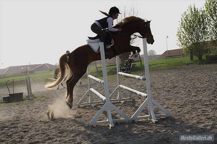 New Forest Pegasus af Bråskovgård<3 - Man kan sige at man elsker sin pony, men jeg elsker di mere end man kan sætte ord på. Smil til verden og verden smiler til dig skath :) Tak for alt!!!!! 2011 billede 13