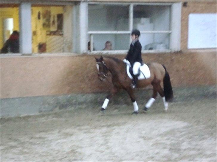 Welsh Pony (sec B) Amigo Ferrari min elskede savnet solgt - ld2 billede 9