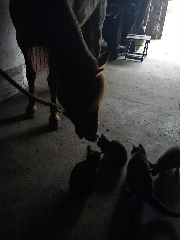 Anden særlig race Zafir billede 17