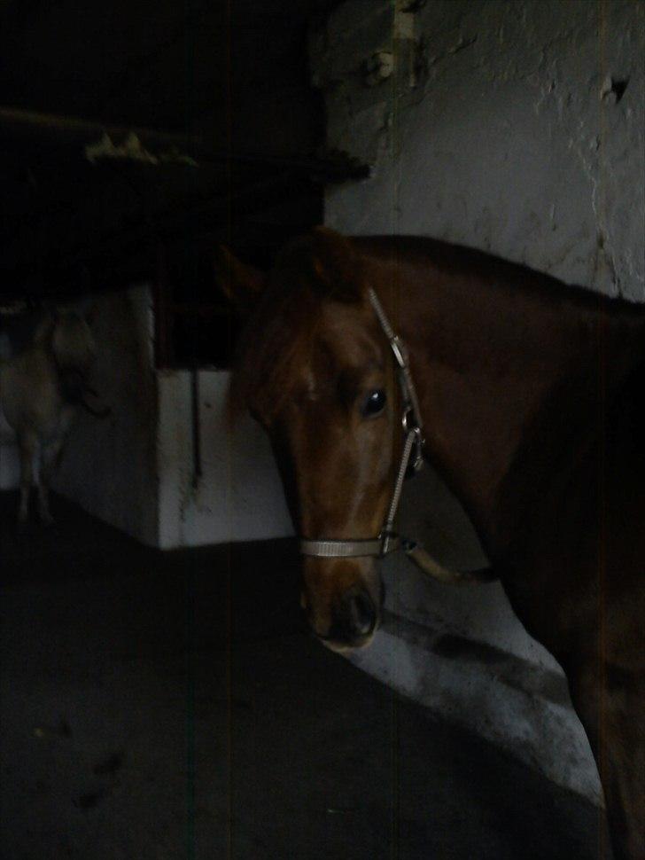 Anden særlig race Zafir billede 18