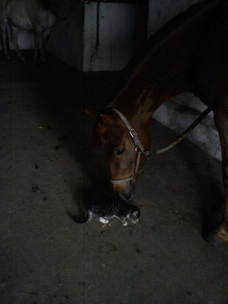 Anden særlig race Zafir billede 19