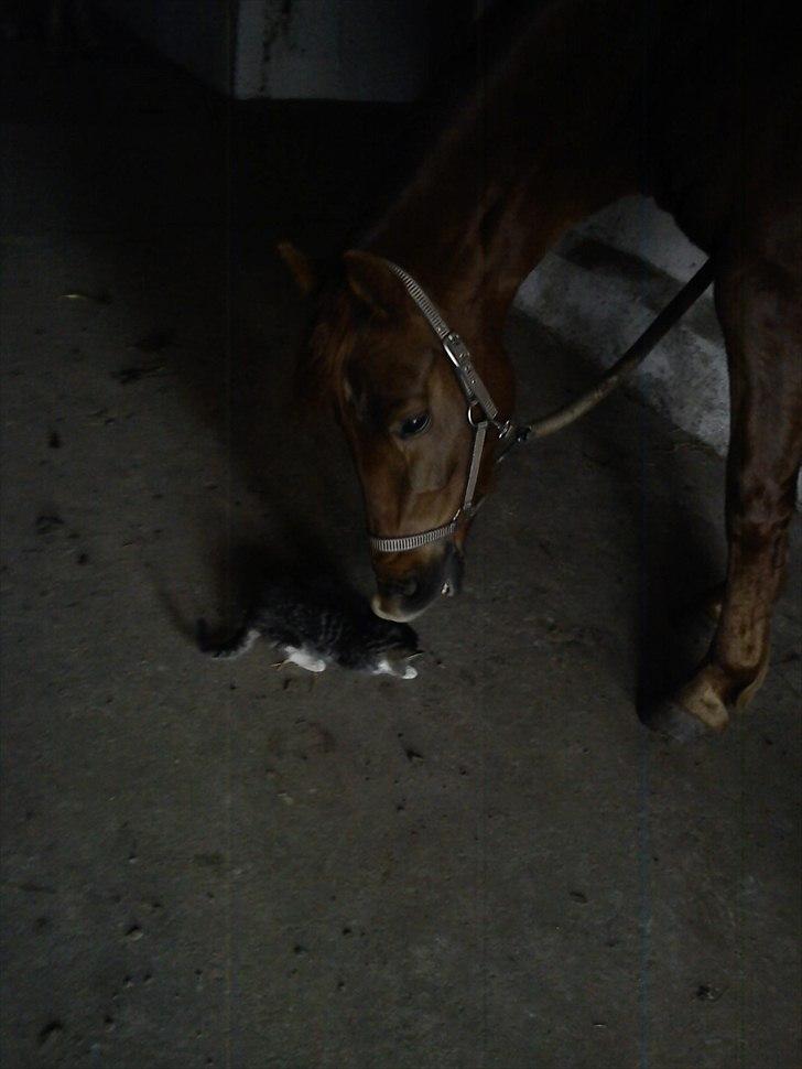 Anden særlig race Zafir billede 20