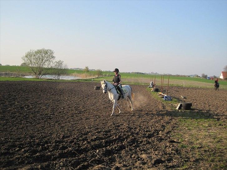 Welsh Mountain (sec A) Nelly billede 5