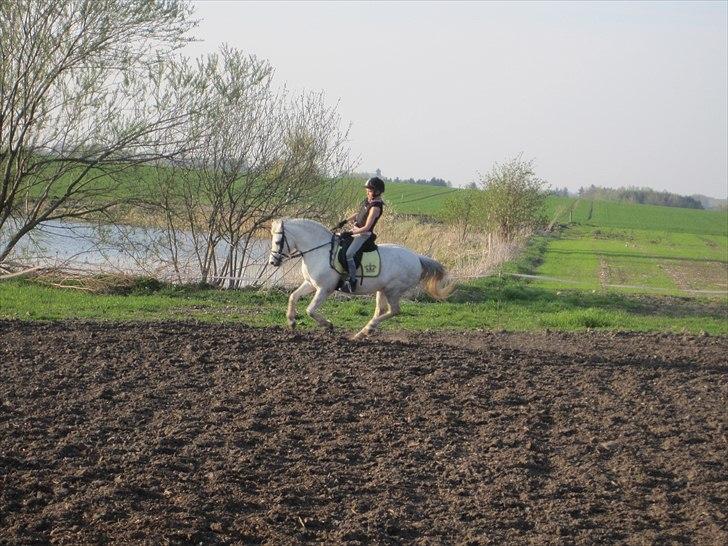 Welsh Mountain (sec A) Nelly billede 6