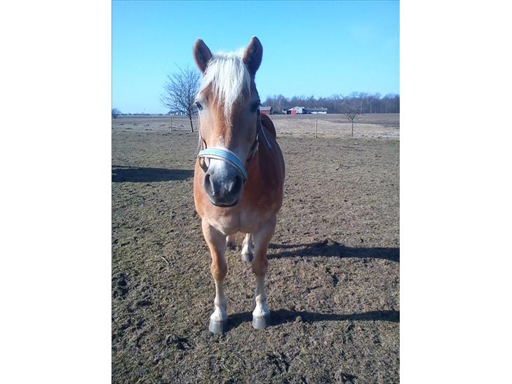 {{currentPhoto.altText}} billede {{currentPhoto.number}}