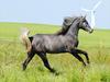 Arabisk fuldblod (OX) Mutazz *Dream* [Tidl. hest]