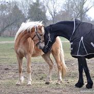 Haflinger Alf Dybdal { SOLGT }