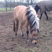 Anden særlig race Lukas