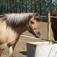 Anden særlig race Lukas