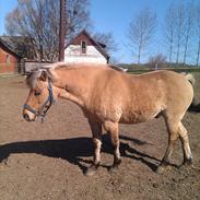 Anden særlig race Lukas