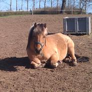 Anden særlig race Lukas