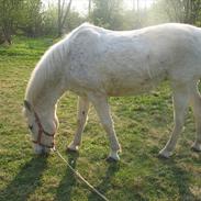 Anden særlig race Emolet