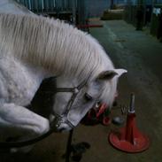 Anden særlig race Frosty