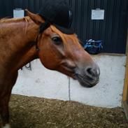 Anden særlig race Hudson