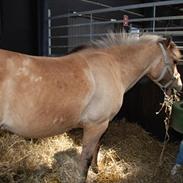 Anden særlig race Apollon