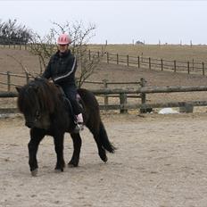 Islænder Kriki fra Grøfte