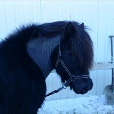 Islænder Kriki fra Grøfte