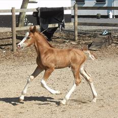 Welsh Cob (sec D) Naseba´s Apollon