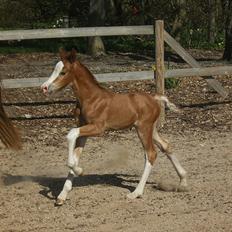 Welsh Cob (sec D) Naseba´s Apollon