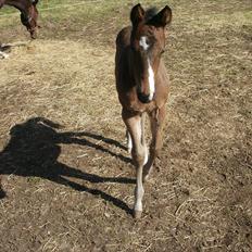 Fuldblod (XX) Miss Idaho