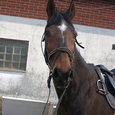 Anden særlig race Thostrupsgaards Ganzy