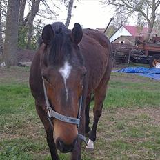 Anden særlig race Thostrupsgaards Ganzy