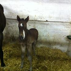 Fuldblod (XX) Miss Idaho