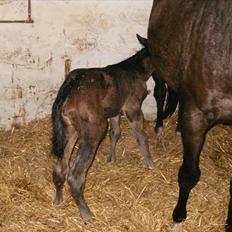 Fuldblod (XX) Miss Idaho