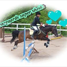 Anden særlig race Holmsgaards super sheik 