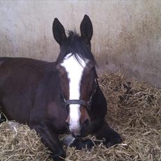 Oldenborg Skovlundegårds Shakira