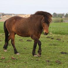Islænder Flakkari lunakilde