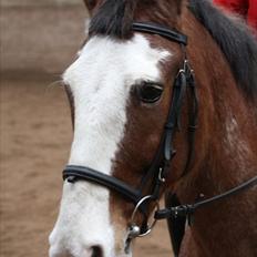 Anden særlig race Stranger (SOLGT)