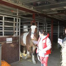 Anden særlig race Stranger (SOLGT)