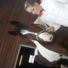 Pinto Mirage Bariolé