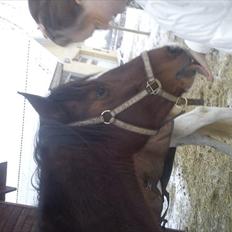 Pinto Mirage Bariolé