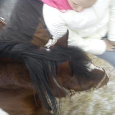 Pinto Mirage Bariolé