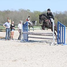 Tysk Sportspony Melody 52